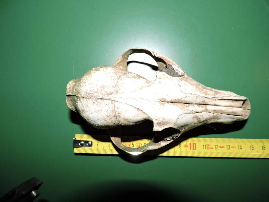 Identificazione cranio